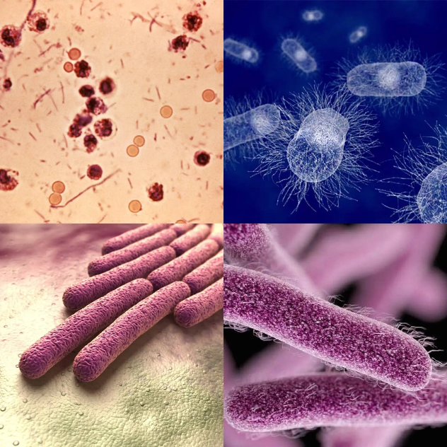 Shigella